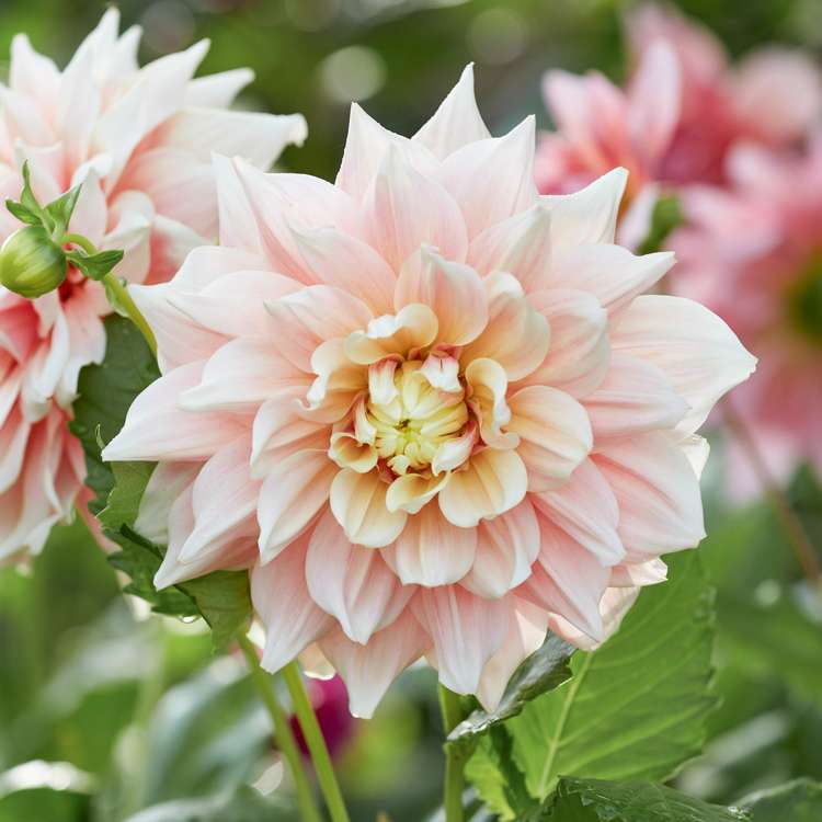 Dahlia 'Break Out'